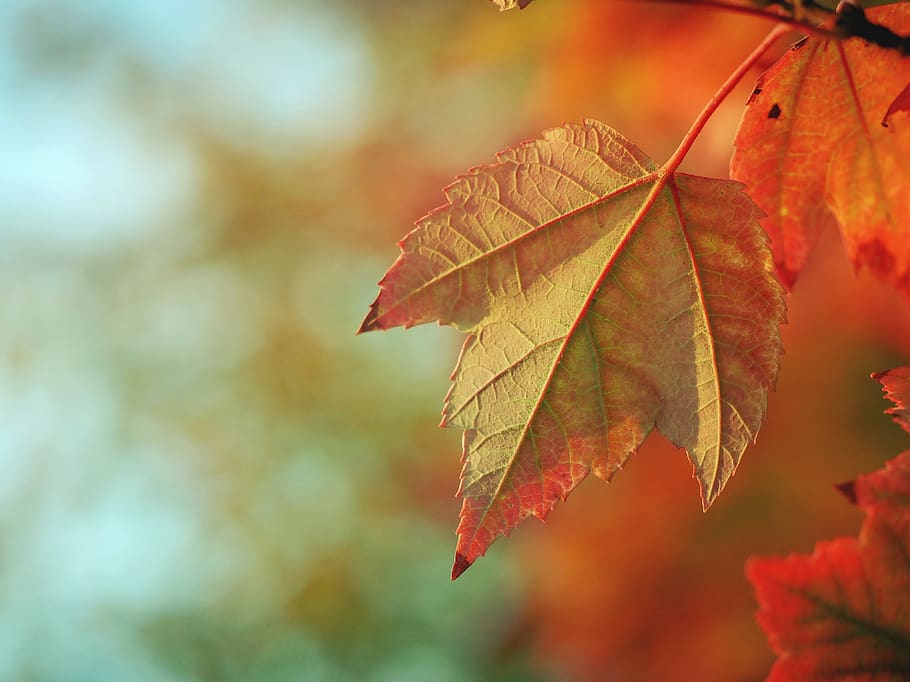 leaf, orange, nature, autumn, fall, blur, plant part, change, close-up, focus on foreground
