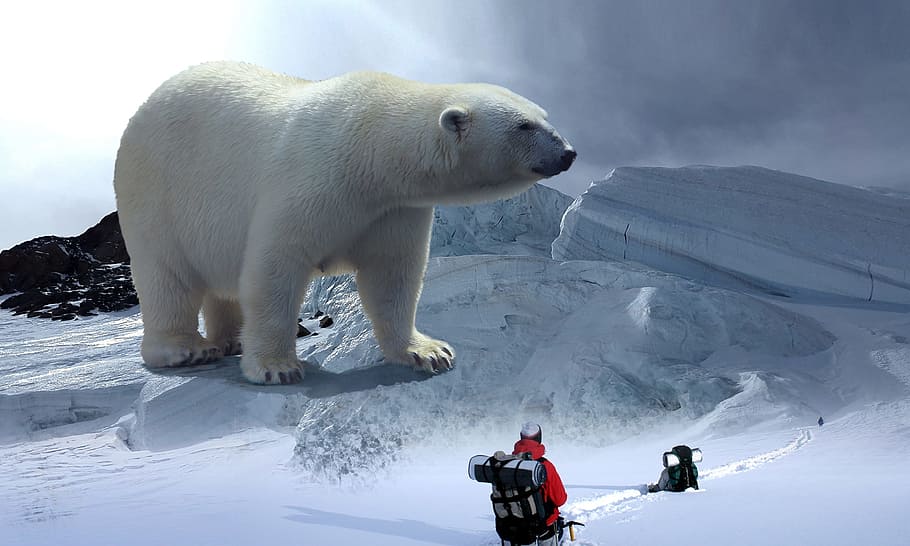 Blanco, polar, oso, editado, foto, oso polar, glaciar, caminata, montaña, caminata de montaña