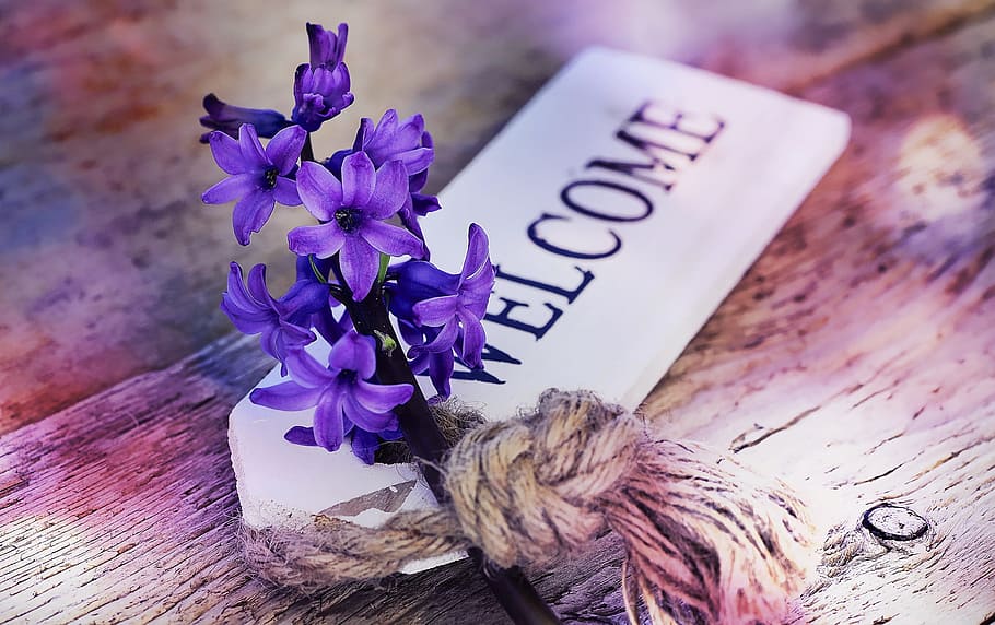 紫, 花, 歓迎, 看板, ヒヤシンス, 香りの花, 春の花, 香り, シールド, 木製看板