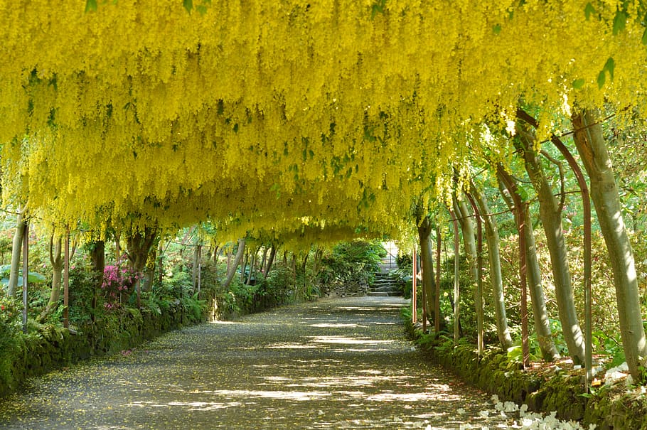laburnum arch, flowers, bodnant gardens, wales, the way forward, yellow, tree, outdoors, day, nature