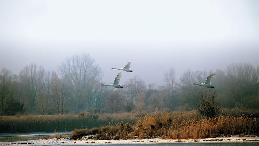 three, white, birds, flying, landscape, winter, swans, fly, foggy, fog