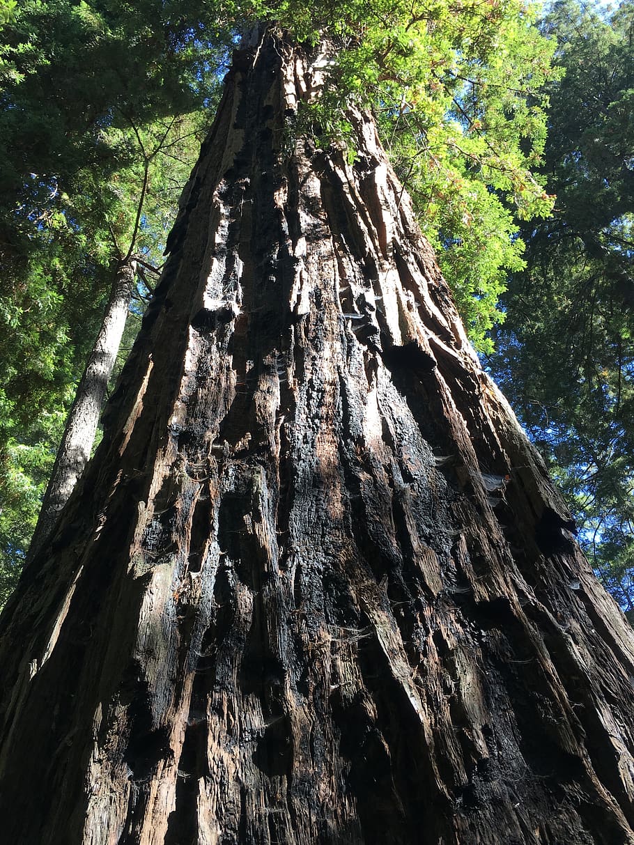 redwoods, forest, giant trees, california, old, sequoia, bark, wilderness, tree, plant