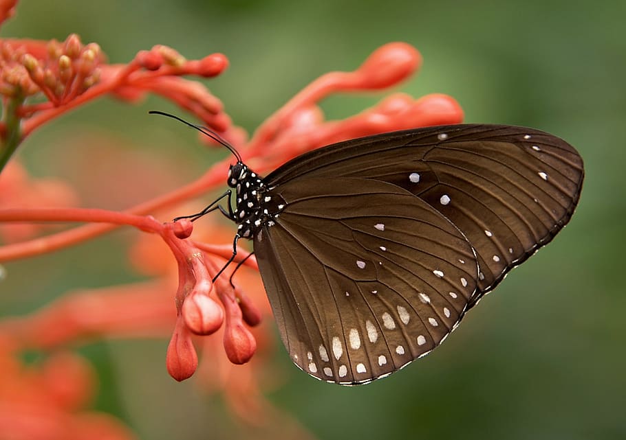close-up photography, black, butterfly perching, orange, flower, striped core, butterflies, butterfly, brown, insect