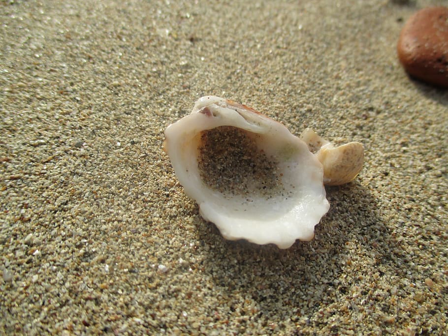 Shell, Sea, Sand, Seashell, summer, marine, shore, beach, hermit crab, one animal