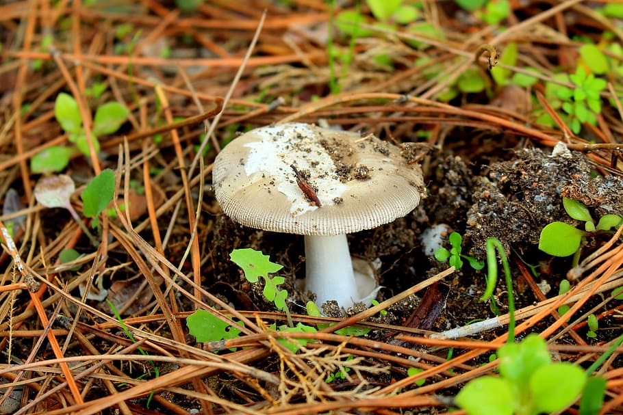 Mushroom, Mountain, Nature, Forest, fungus, autumn, food, close-up, brown, edible Mushroom