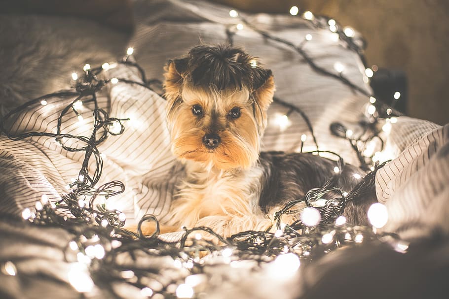 かわいい, ジェシー, 犬, クリスマスライト, 動物, クリスマス, クリスマスの時期, 12月, ライト, ペット