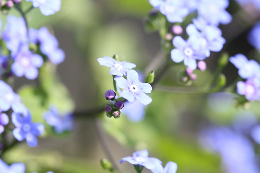 no me olvides, primavera, flores, flora, azul, naturaleza, flores de  primavera, planta floreciendo, flor, planta | Pxfuel