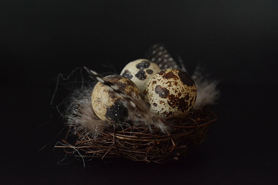 three, egg shells, nest, quail eggs, egg, easter decoration, easter, happy easter, glass, feather