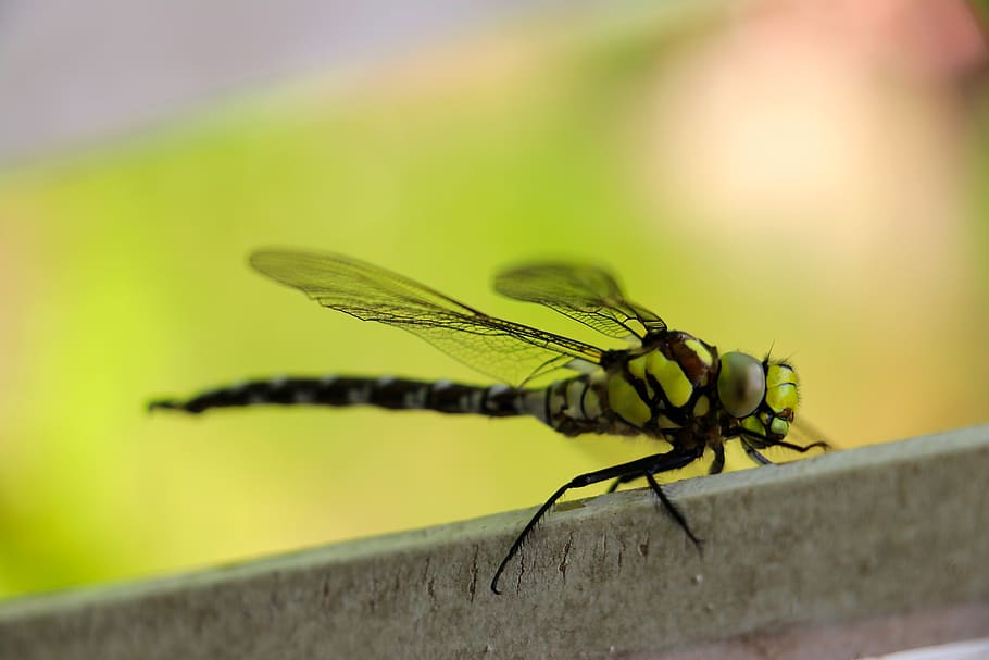 dragonfly, macro, insect photo, close up, animal world, flight insect, nature, biotope, insect, animal
