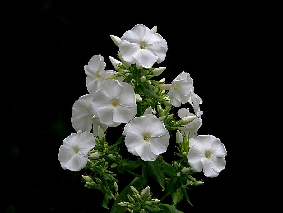 fotografi cahaya rendah, putih, bunga, phlox, daun bunga, taman, bloom, blossom, hias, tanaman