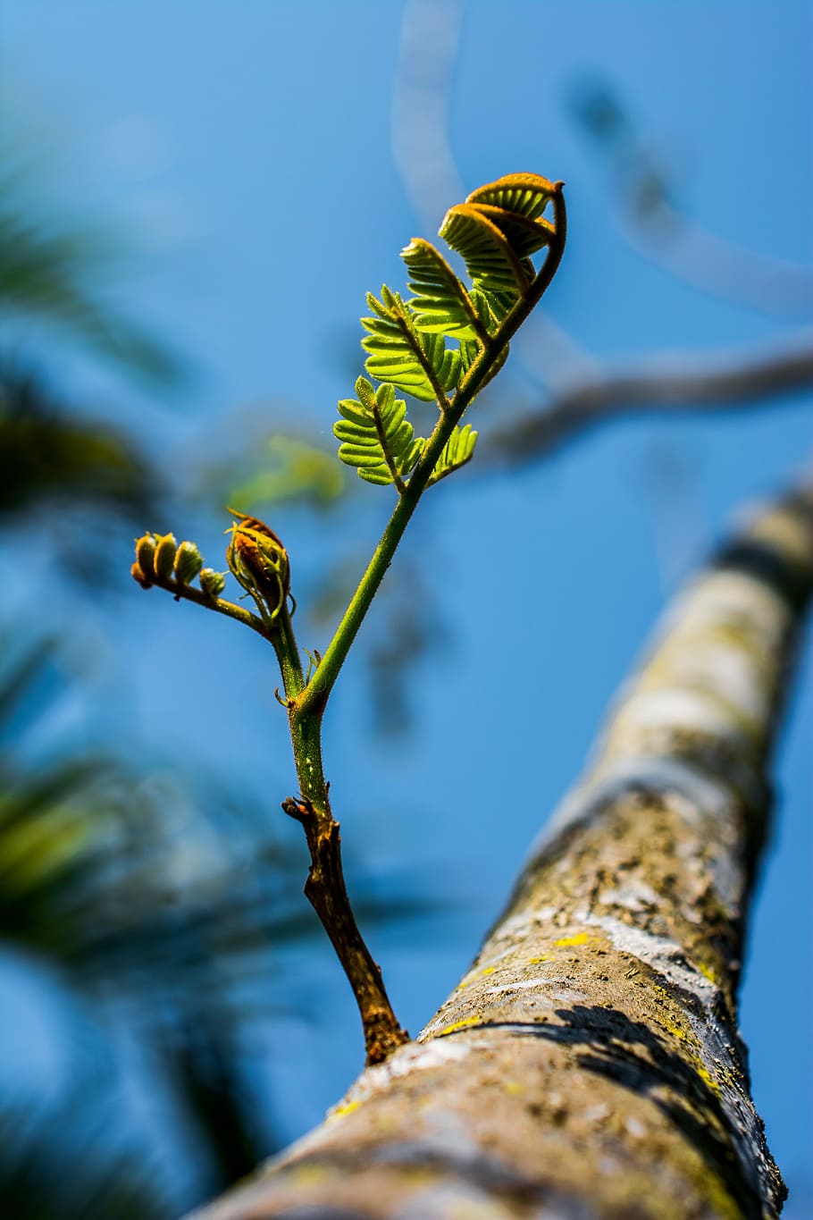 young drove, branches, tree, plant, spring, selective focus, beauty in nature, nature, close-up, growth