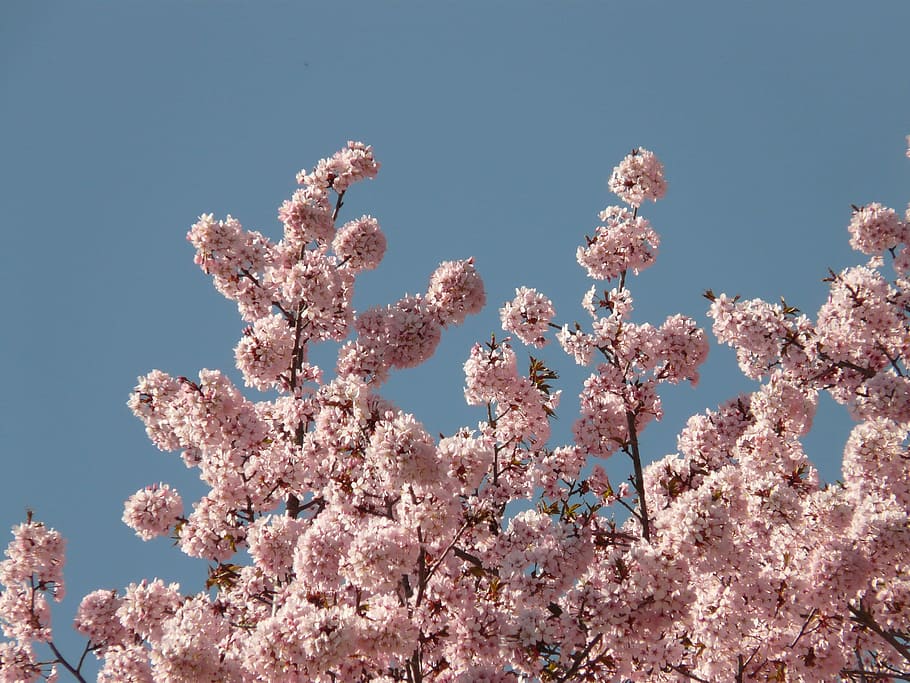 Cherry Blossom, Bloom, Pohon, blossom, ceri Jepang, ceri berbunga Jepang, prunus serrulata, ceri oriental, ceri asia timur, ceri hias
