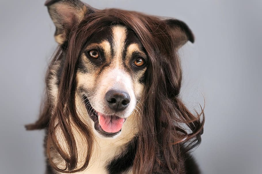 long-coated, black, white, dog, selective, focus photography, hair, wig, hairstylist, animal