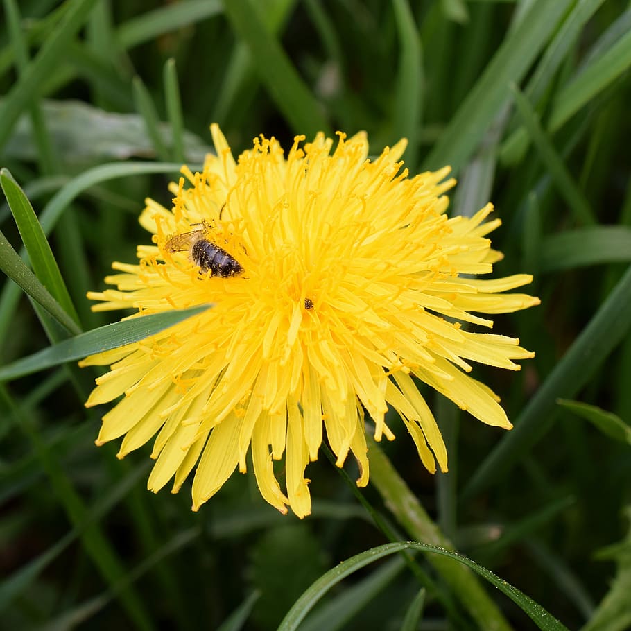 dandelion, bee, nectar, bee nectar, macro, close, honey bee, pollen, spring, pollination