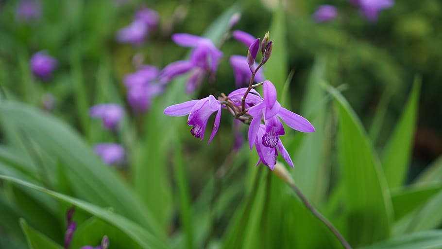 purple flowers, spring flowers, wildflower, bred, white star, the main box, red-purple, republic of korea, bletilla striata, hyacinth orchid
