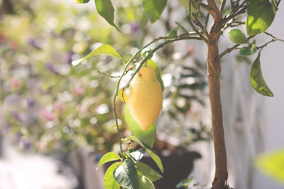 lemons, summer, lemon tree, plant, healthy eating, fruit, growth, freshness, tree, food and drink