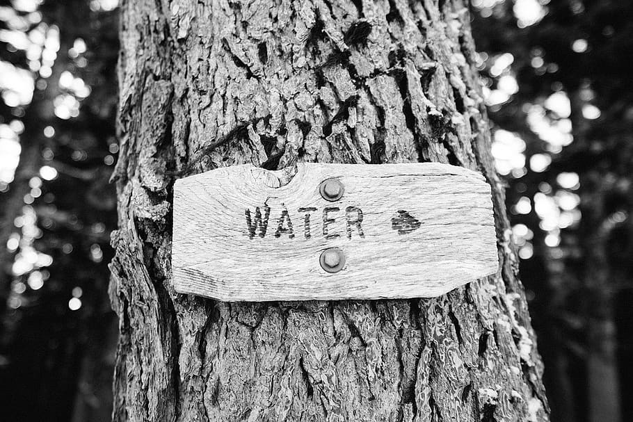 tree trunk, sign, water, black and white, trunk, tree, plant, focus on foreground, text, close-up