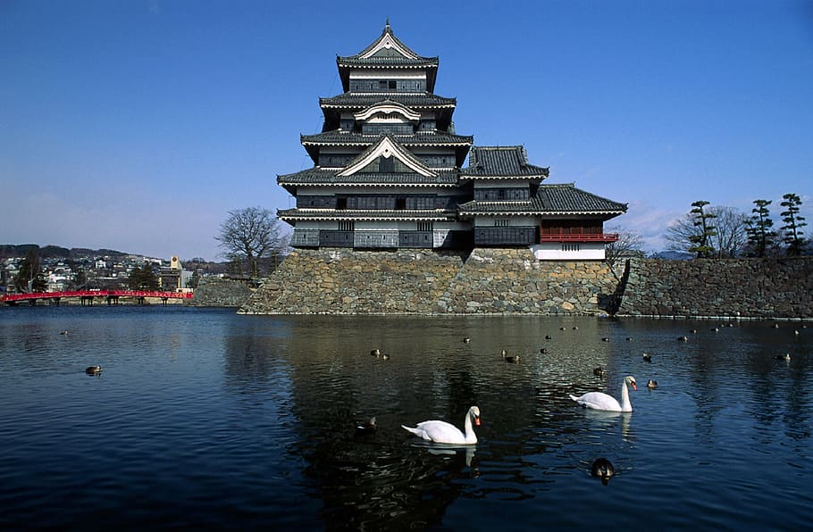 two, swan, body, water, castle, japan, matsumoto, swans, landscape, history