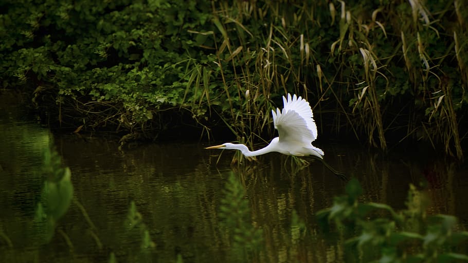 white, bird, lake, animal, river, waterside, trees and plants, wild birds, egret, flight