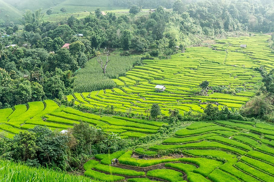 aéreo, fotografía, terrazas de arroz, Tailandia, Chiang Mai, arroz, campo, paisaje, agricultura, granja