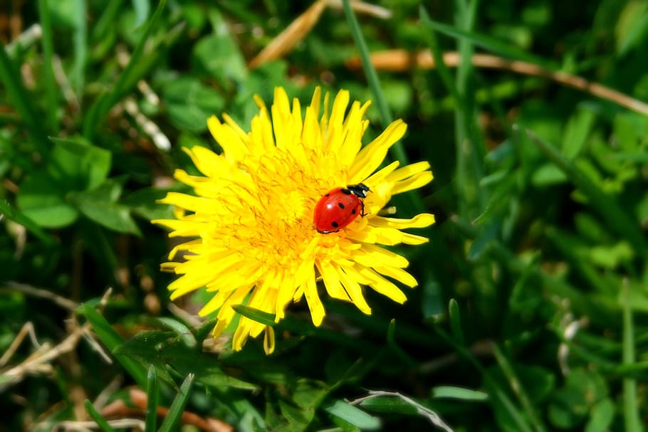 seletivo, fotografia de foco, vermelho, joaninha, amarelo, flor, senhora, percevejo, insetos, inseto
