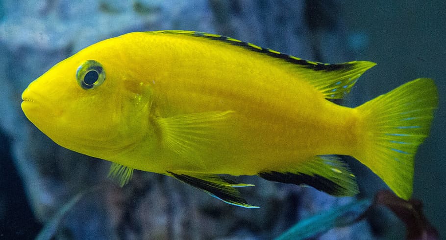 Aquarium, Cichlid, Mouthbrooders, Female, mala tegernsee, fish, exotic, underwater, water, close