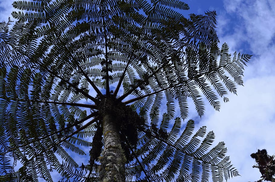 cyatea, helecho arbolado, bosque montano, biodiversidad peruana, biodiversidad amazónica peruana, vista de ángulo bajo, cielo, planta, árbol, crecimiento