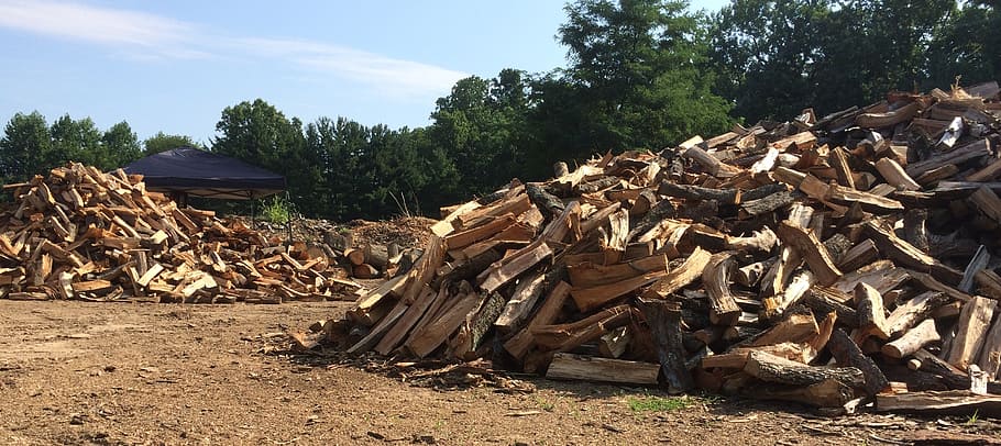 firewood, woodpile, timber, tree, forest, stack, log, deforestation, plant, lumber industry