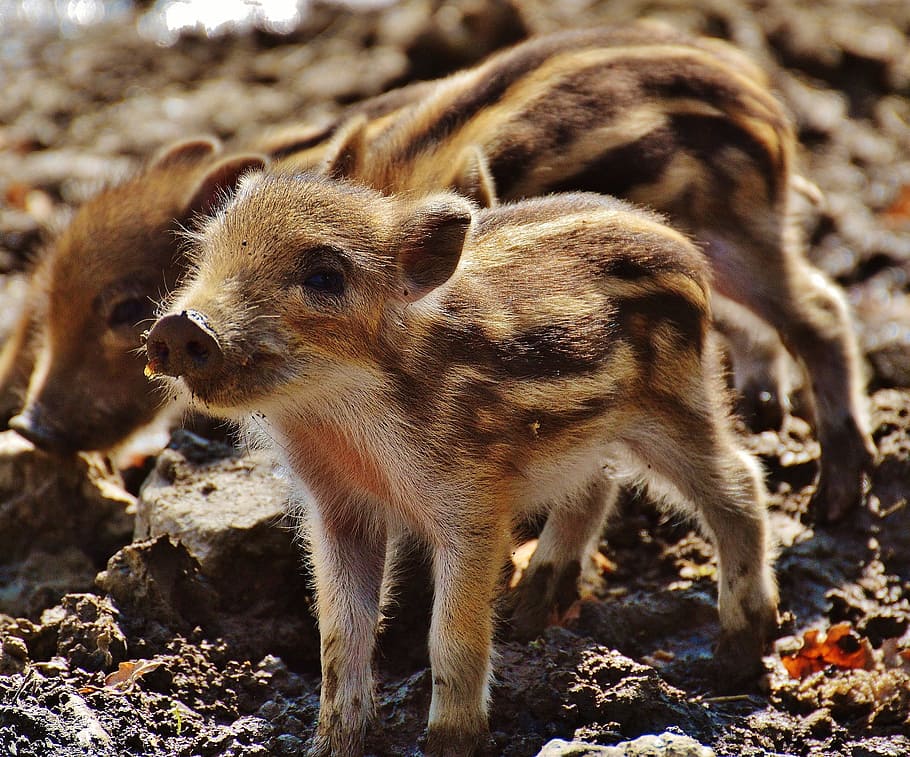 two, brown, white, piglets, wild pigs, little pig, wildpark poing, young animals, piglet, pig