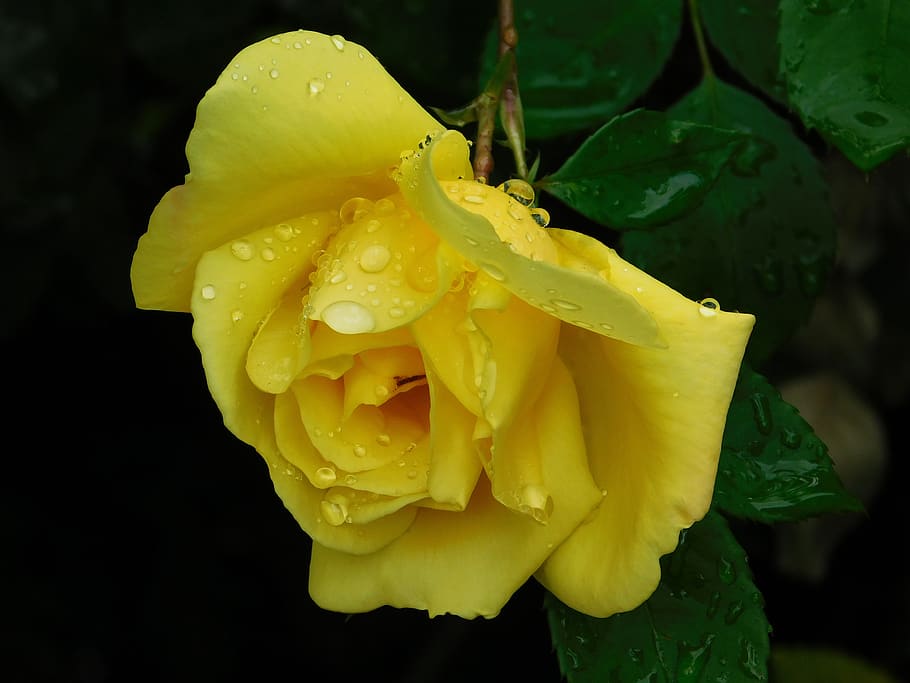 rose, flower, yellow, floral, yellow rose, color, springtime, water, after rain, rain
