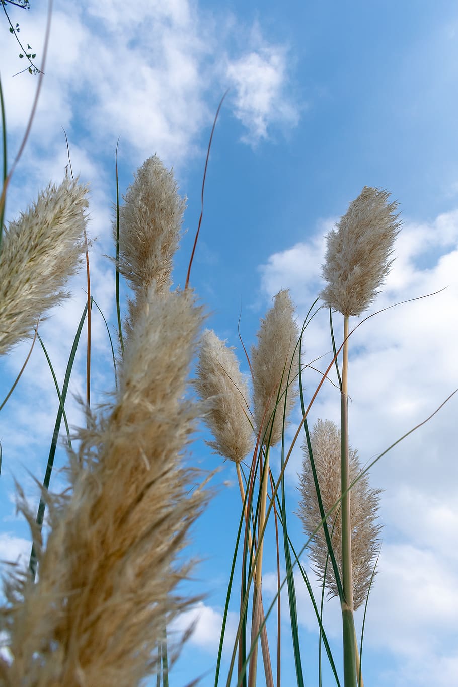 grass, thatched, thatched flower, mao needle, villi, soft, white, plant, growth, sky