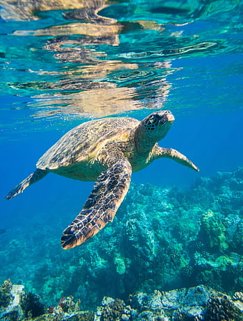 https://p1.pxfuel.com/preview/23/616/919/sea-turtle-is-animals-royalty-free-thumbnail.jpg