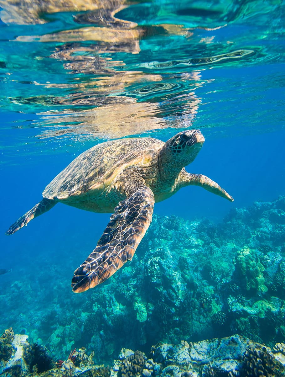 person, taking, brown, turtle, sea turtle, animals, underwater, swimming, animal wildlife, animal