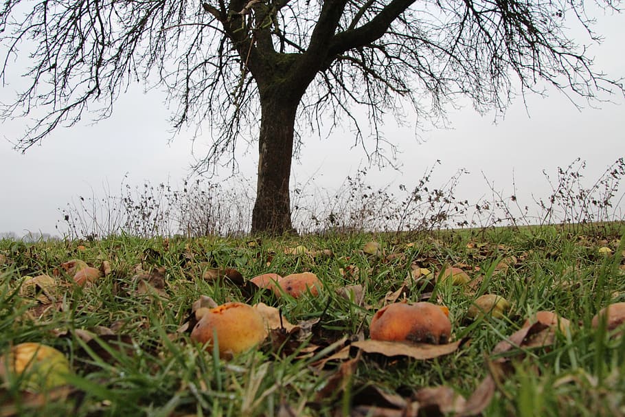autumn, apfelernte, windfall, agriculture, apple, plant, tree, land, growth, field
