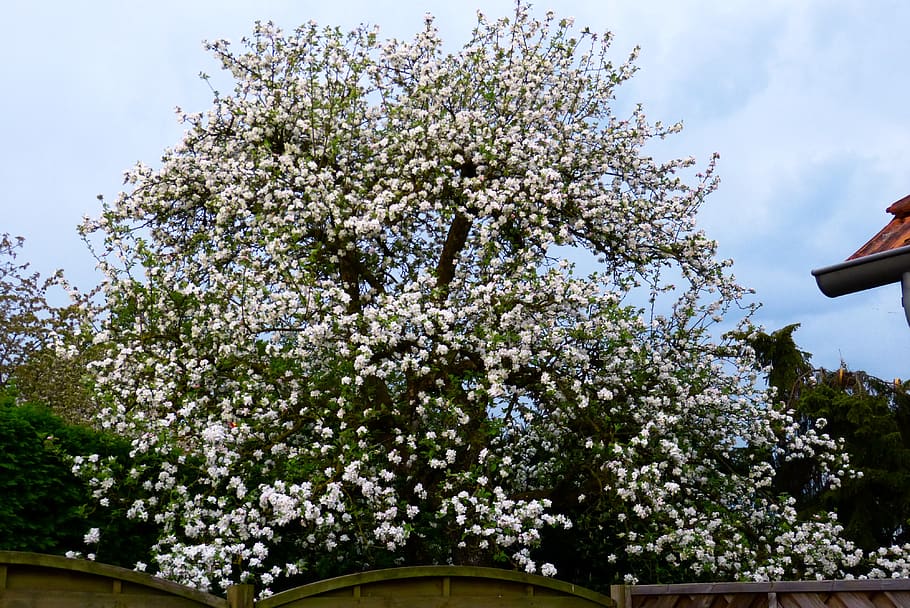 spring, apple tree, garden, flowers, apple tree flowers, tree, white, nature, apple blossom, unfinished