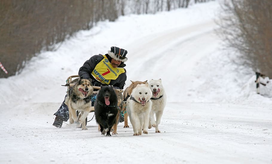 perro, laika, husky, raza, trineos, carrera de trineos tirados por perros, trineo, el mejor amigo del hombre, invierno, nieve