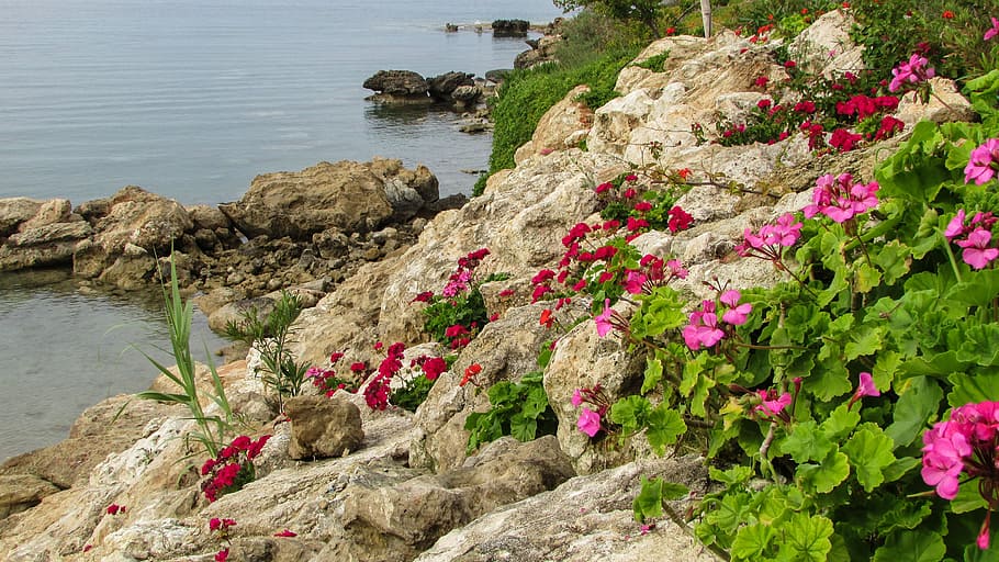 Chipre, Protaras, Crystal Springs, Praia, pedras, flores, jardim, hotel, água, natureza