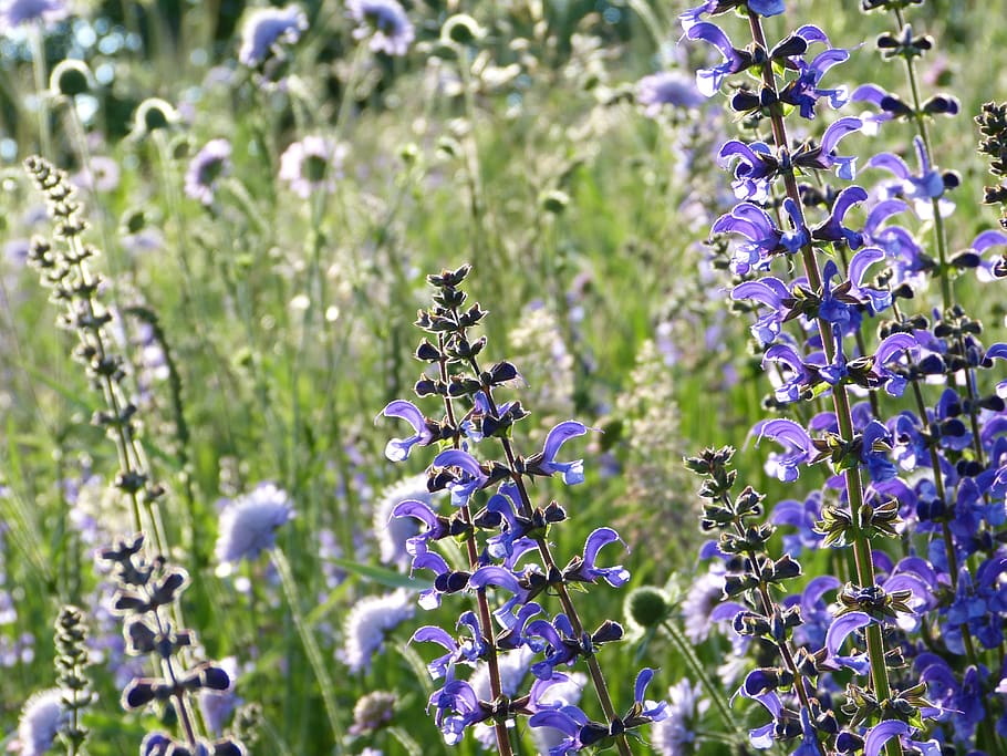salvia, wild sage, bloom, meadow, wild flowers, protection of species, nature conservation, environmental protection, bees, bee-friendly