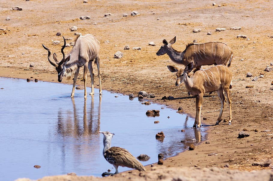 namibia, travel, africa, animals, wilderness, etosha, safari, drink, animal world, nature
