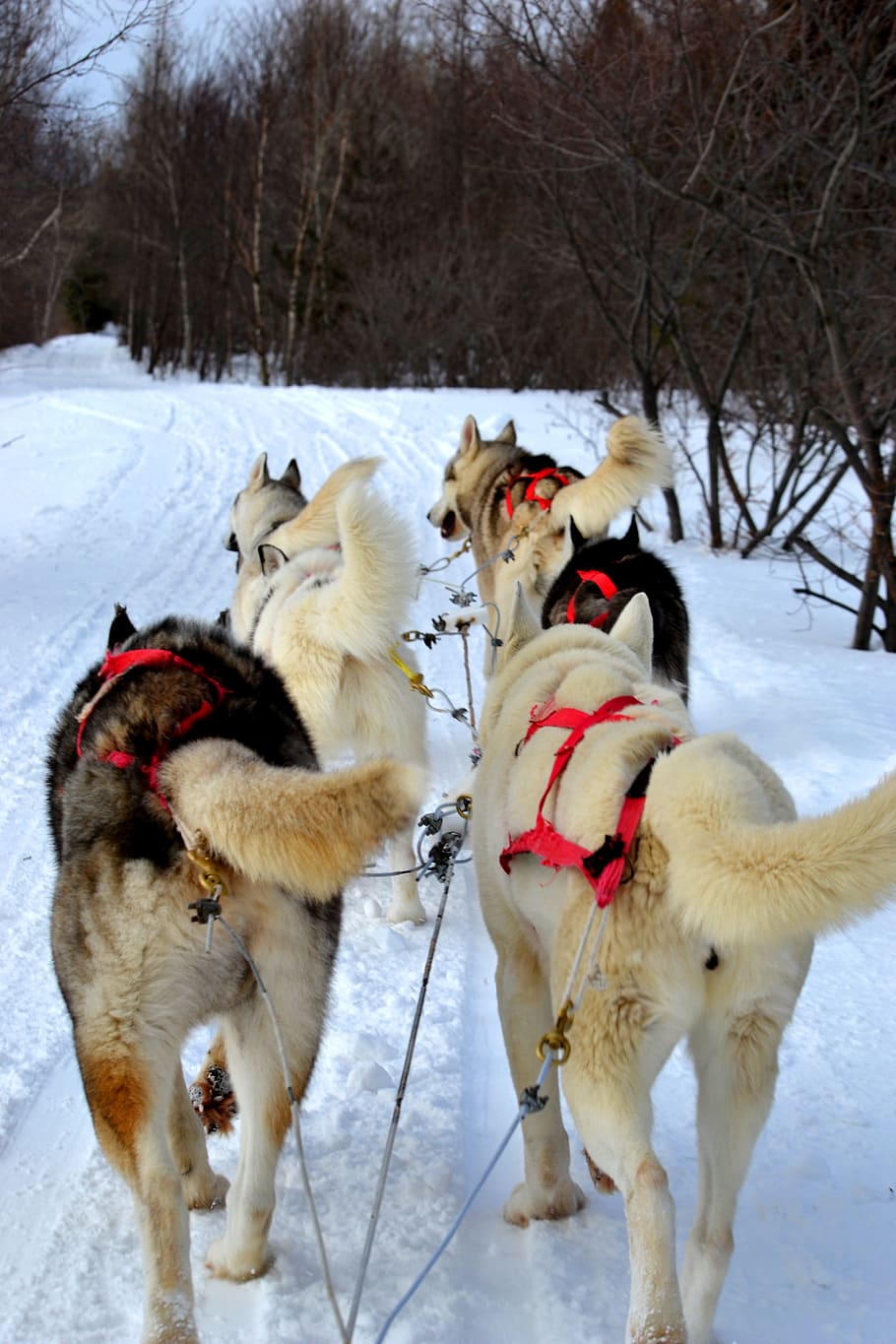 huskies, sled, dogs, siberian huskies, snow, winter, siberian, canine, pet, animal
