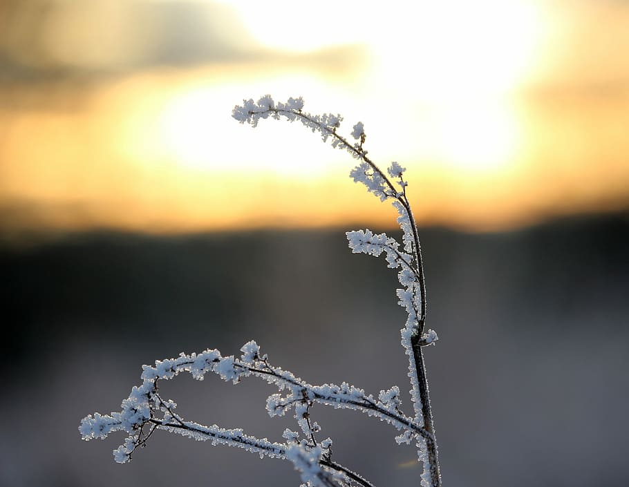 Frost, Hoarfrost, Winter, Ice, eiskristalle, rumex, frozen, snow, cold temperature, nature