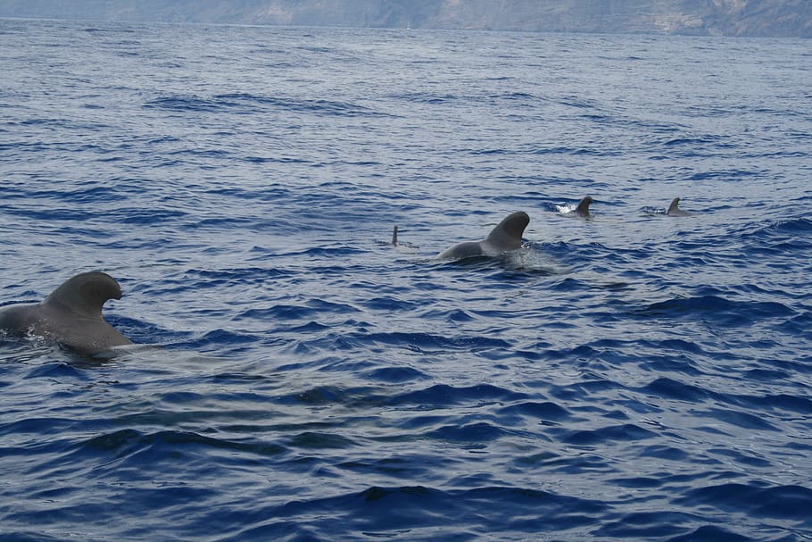 Whale, Tenerife, Ocean, Spain, Vacancy, animals in the wild, swimming, animal wildlife, water, animal themes
