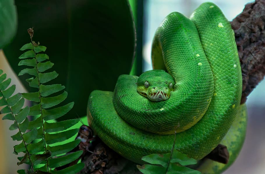 緑のヘビ, 有毒, 緑, 木のヘビ, 爬虫類, ヘビ, 危険, テラリウム, 緑の木のニシキヘビ, 生き物