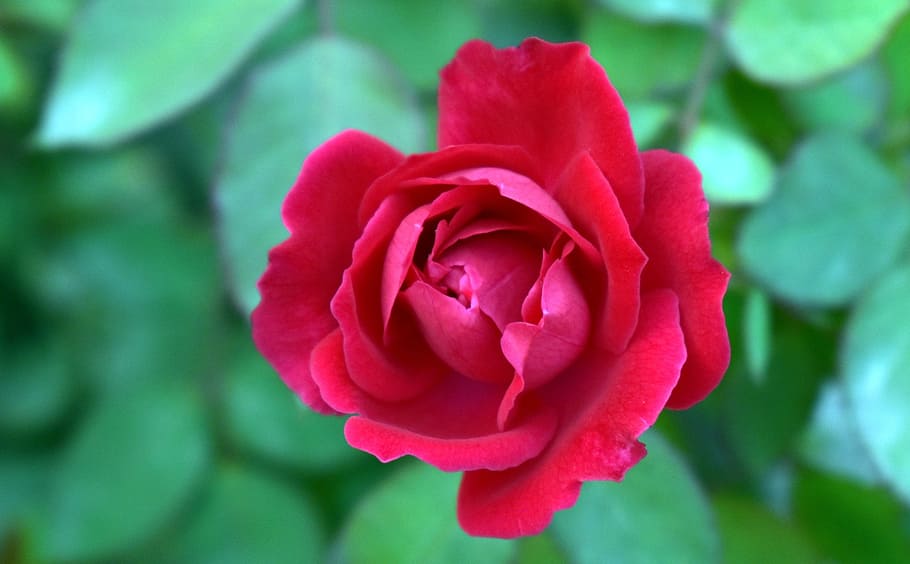selective, focus photo, red, rose, red rose, top-view, flower, rosa, bloom, flowering plant