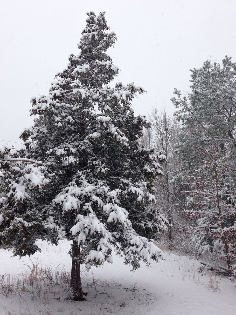 inverno, neve, cedro, árvore, temperatura fria, planta, beleza na natureza, cobertura, natureza, terra