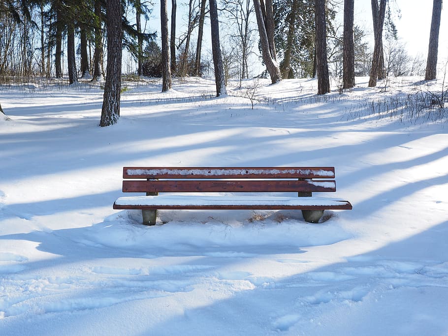 bench, snowy, bank, wintry, snow, winter, cold temperature, tree, nature, absence