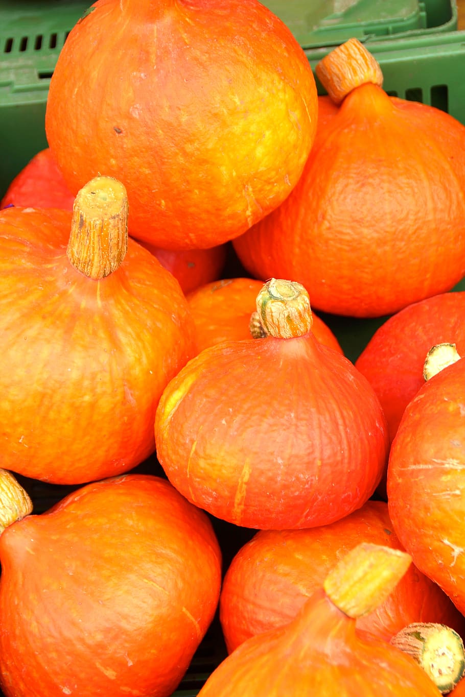 pumpkin, autumn, halloween, gourd, decorative squashes, orange, pumpkins, harvest festival, pumpkins autumn, food