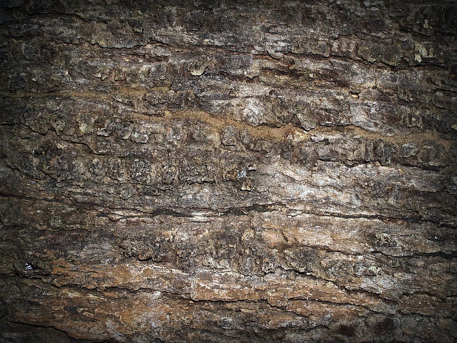 Bark, Tree, Wood, Pine, Background, abstract, skin, board, surface, closeup