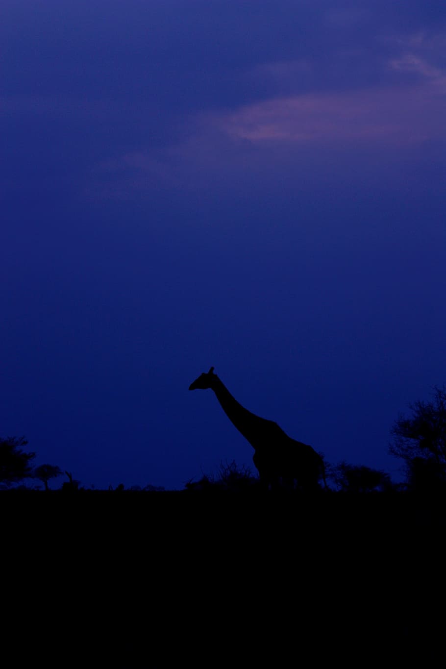 giraffe, sky, sunset, animal, family, wild, mammal, safari, africa, trip