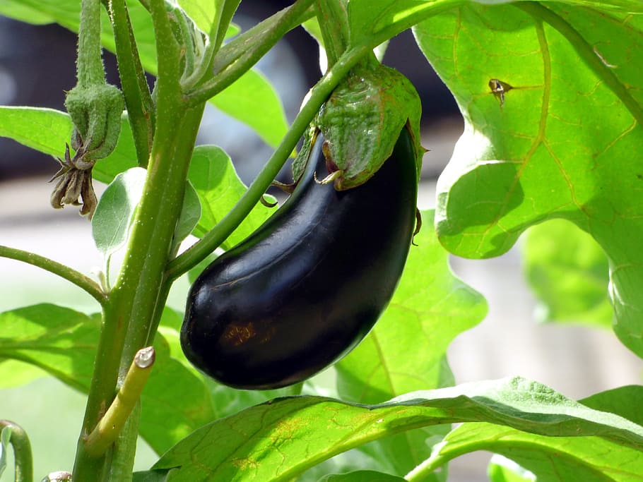 close-up photo, thai eggplant, vegetable, eggplant, food, vegetable garden, bio, nature, kitchen, alimentaion